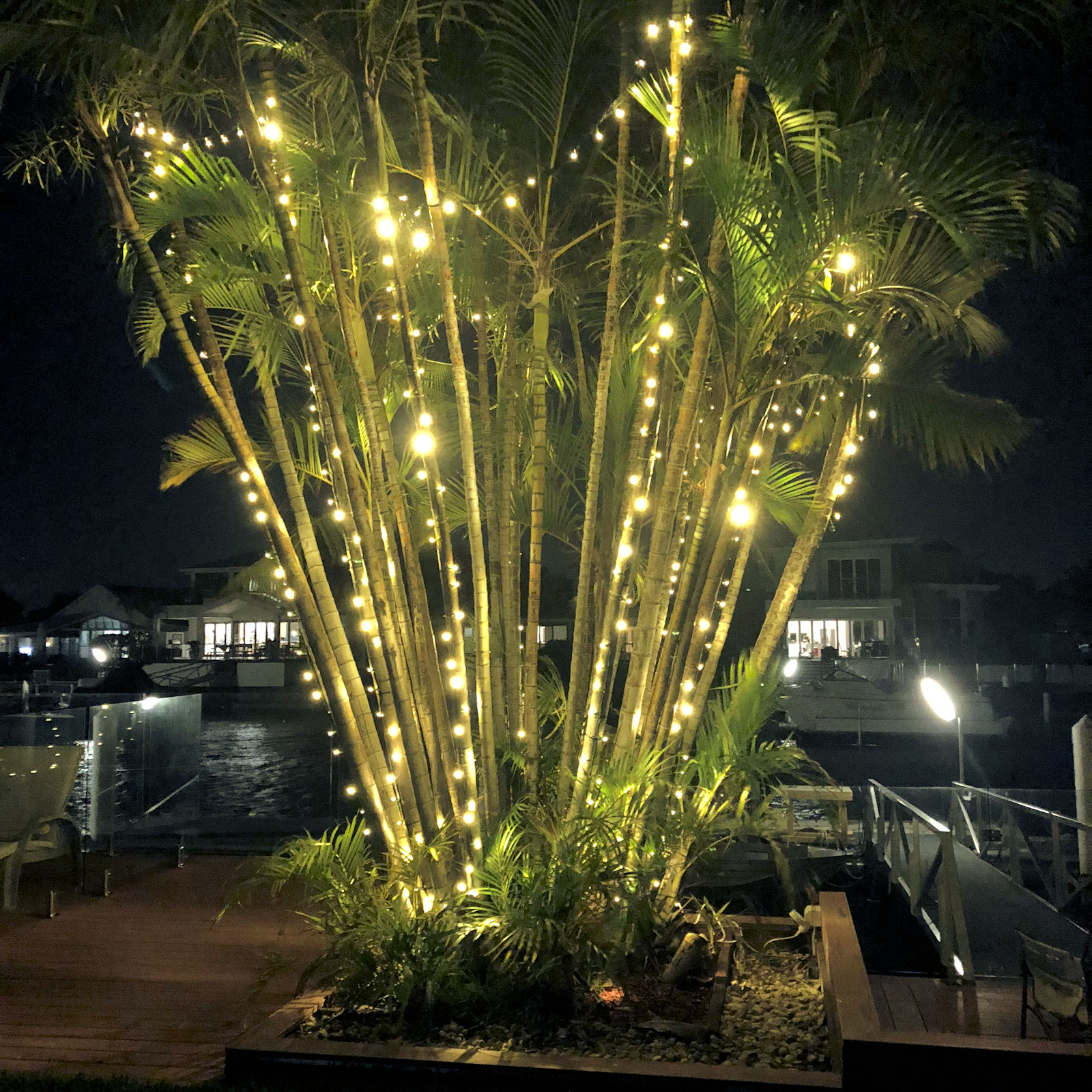 Palm tree shop string lights