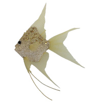 Champagne Fish 19cm