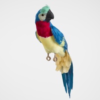 Marron Blue Parrot 57cm