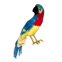 Marron Blue Parrot 57cm