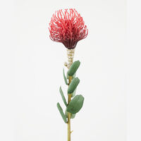 Protea Stem Red Black 62cm