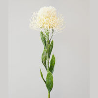 Protea Spray Cream 60cm