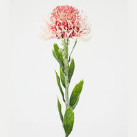 Protea Spray Pink 60cm