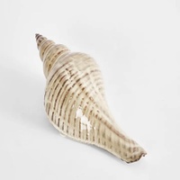Conch Shell 28cm