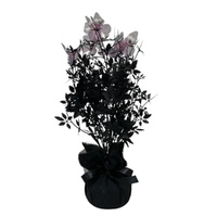 Butterfly Potted Plant 