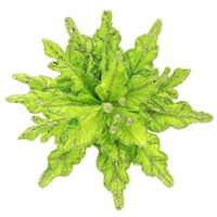 Green Jagged Edge Poinsettia 28cm