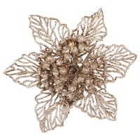 Champagne Skeleton Poinsettia 18cm