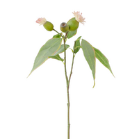 Eucalyptus Flower Spray Pink 50cm