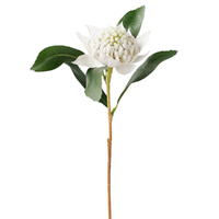 Waratah Stem White 45cm