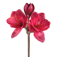 Amaryllis Red Stem 62cm