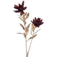 Leucadendron Burgundy & Gold 93cm