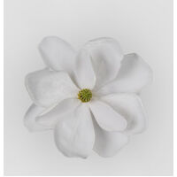 Grandiflora Velvet Magnolia Flower White