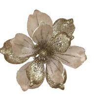 Champagne Magnolia 24cm