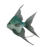 Fish Teal 18cm