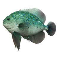Fish Teal 30cm