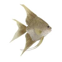 Fish Champagne 40cm