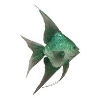 Fish Teal 40cm