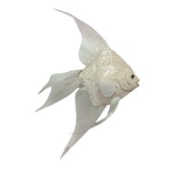 Fish Ivory 40cm