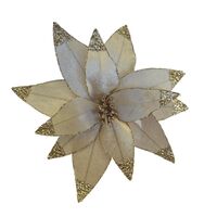 Champagne Gold Poinsettia 30cm