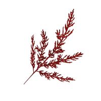 Red Leaf Spray 84cm