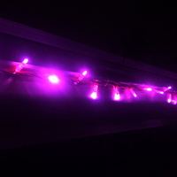String Lights PINK 10m