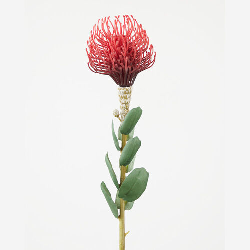 Protea Stem Red Black 62cm