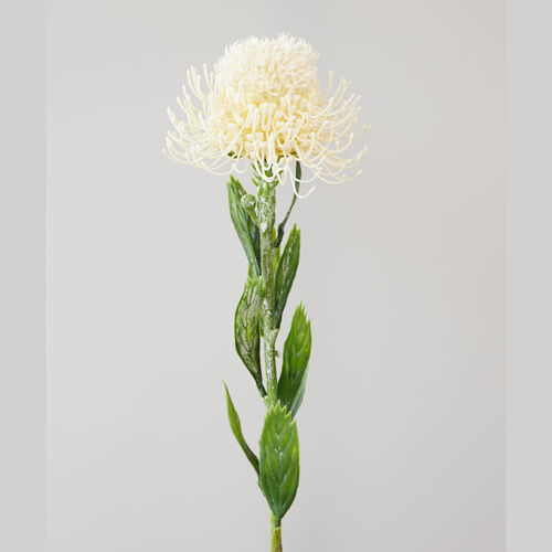 Protea Spray Cream 60cm