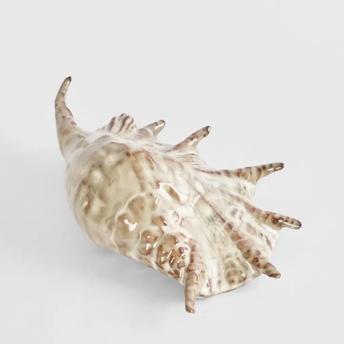 Spider Conch Shell 27cm