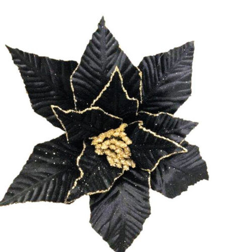Black Gold Poinsettia 50cm