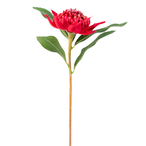 Waratah Stem Red 45cm