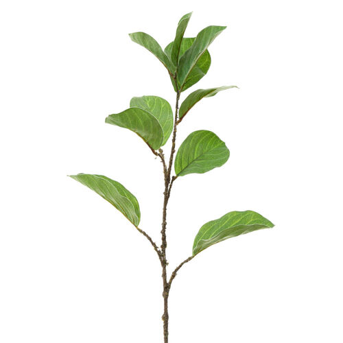 Leaf Ficus Spray Green